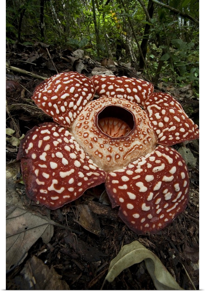 Rafflesia princii from Sabah/ Borneo