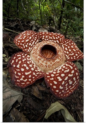 Rafflesia flower, Sabah, Borneo, Malaysia