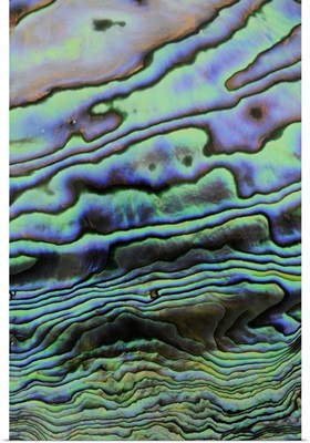 Rainbow Abalone, shell interior, iridescent nacre or mother of pearl