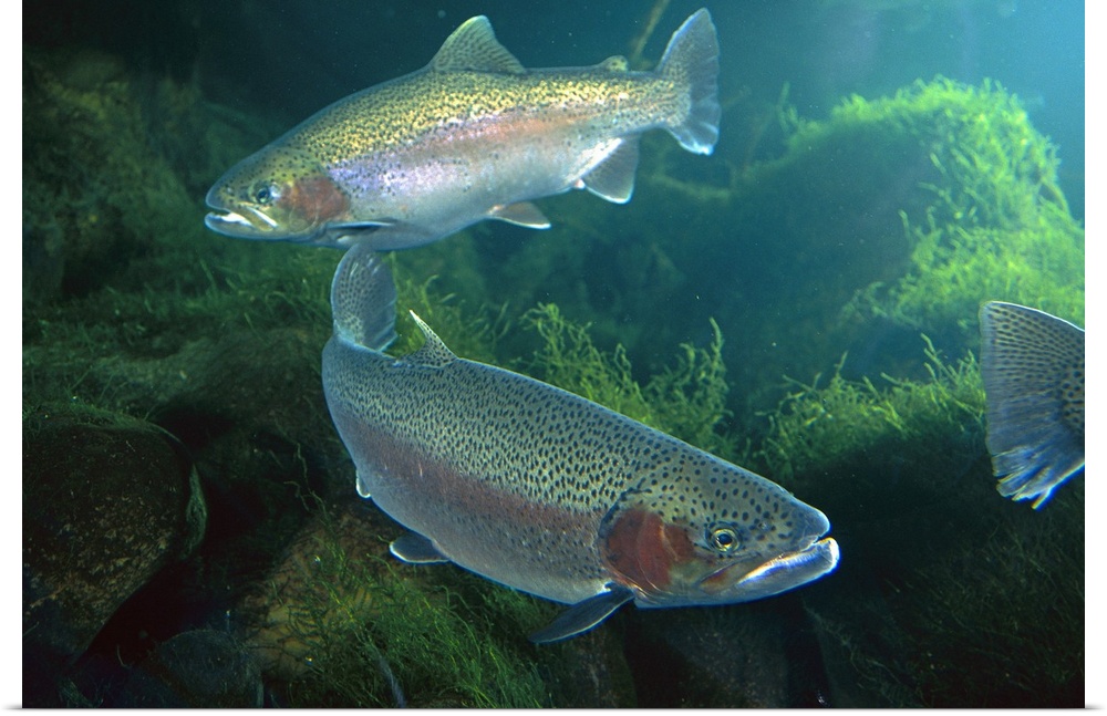 Rainbow Trout (Oncorhynchus mykiss) pair underwater in Utah, a popular game fish native to coastal streams of the western ...