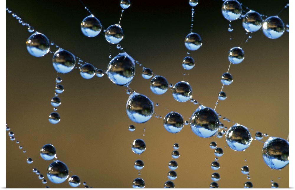 This horizontal photograph is a close up of beads of water collecting on transparent tendrils of the arachnid's web.