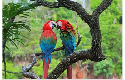 Red and Green Macaw pair courting, Buraco das Araras, Pantanal, Brazil