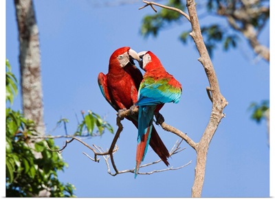 Red and Green Macaw pair courting, Tambopata National Reserve, Peru