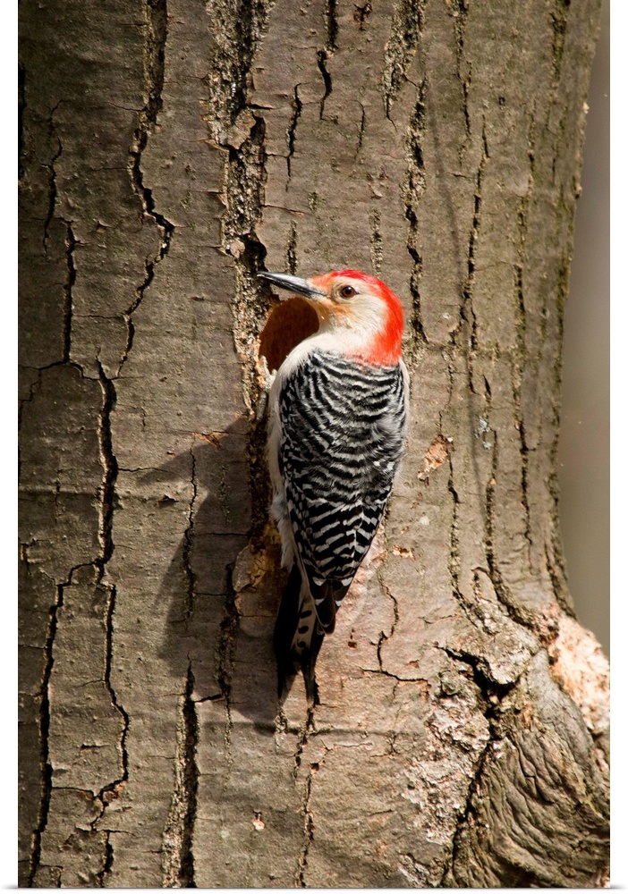 red-bellied woodpecker (Centurus carolinus) at nest, Male, Huron Meadows Metro Park, MI