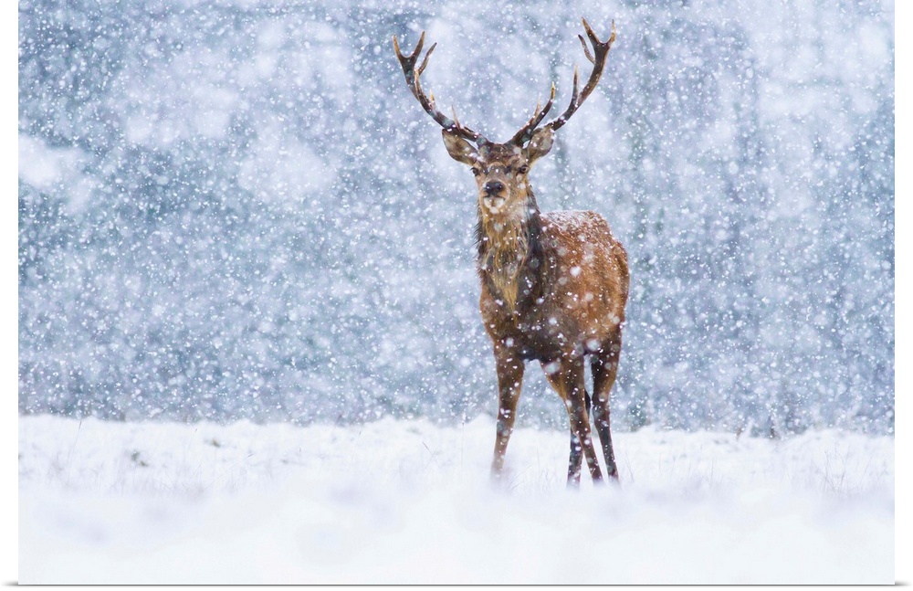 Red Deer (Cervus elaphus) stag during snowfall, Derbyshire, England, United Kingdom.