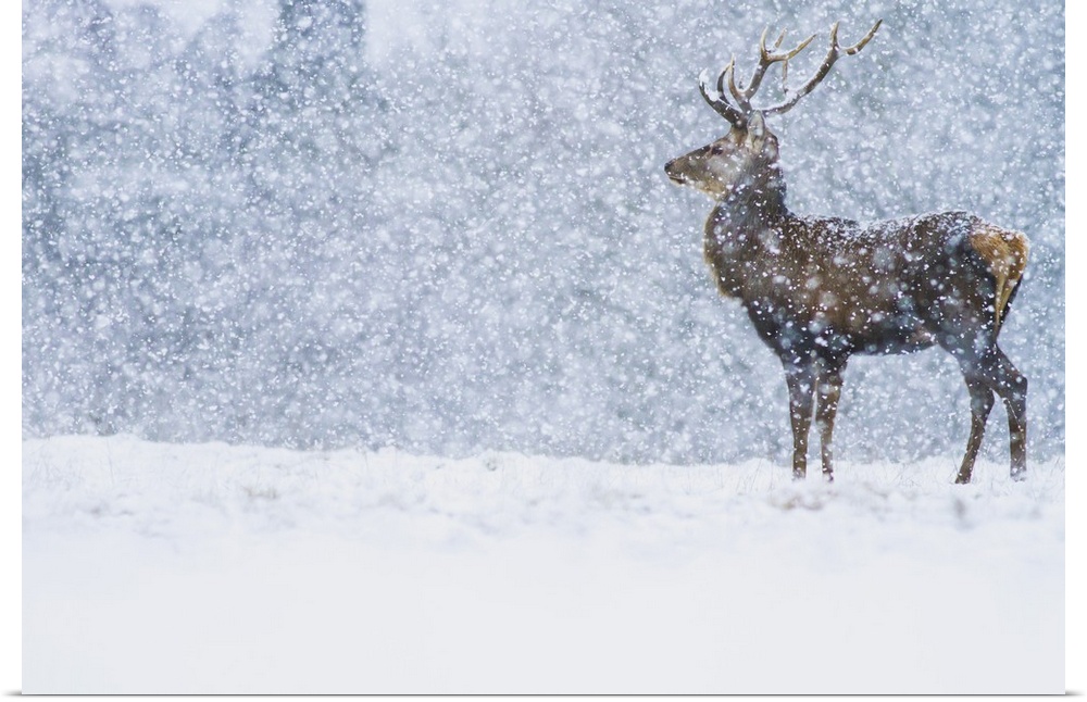 Red Deer (Cervus elaphus) stag in snowfall, Derbyshire, England, United Kingdom.