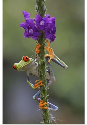 Red-eyed Tree Frog (Agalychnis callidryas) climbing on flower, Costa Rica