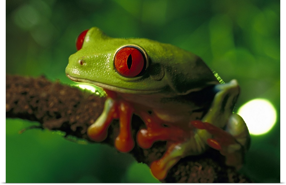 Red-eyed Tree Frog (Agalychnis callidryas) portrait sitting on a twig, native to tropical rainforests of Central America