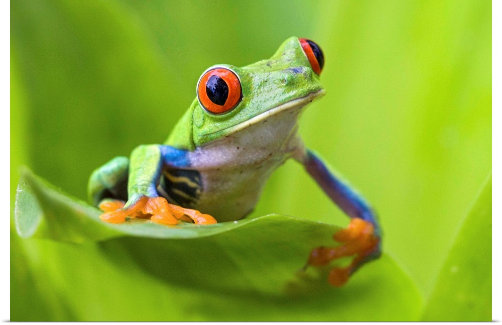 Red-eyed Treefrog.Agalychnis calydryas.Northern Costa Rica, Central America.*Digitally removed dirt on chin