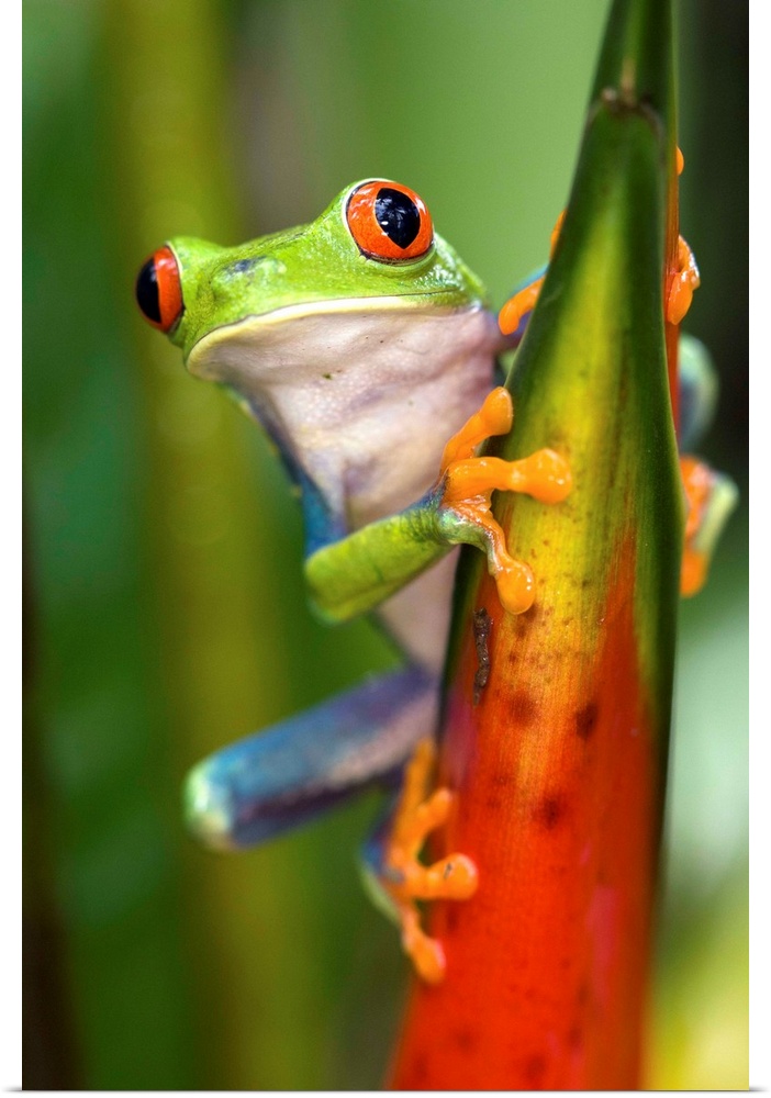 Red-eyed Treefrog.Agalychnis calydryas.Northern Costa Rica, Central America