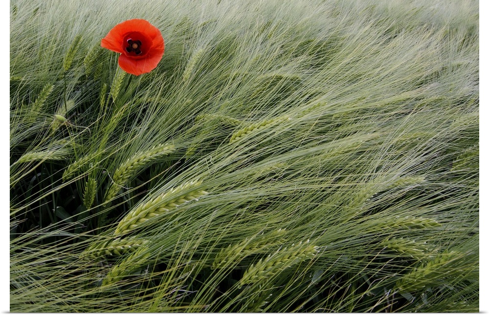 This is a landscape photograph of grain blowing gently in the wind with a single flower growing up through the stalks.