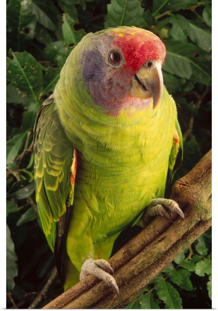 Red-tailed Amazon (Amazona brasiliensis) parrot portrait, vulnerable, Atlantic Forest ecosystem, Brazil