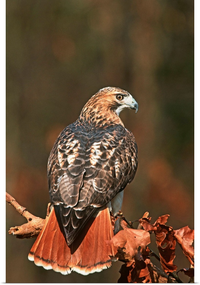 Red-tailed Hawk at a raptor rehabilitation center, New York
