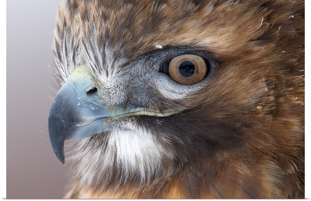 red-tailed hawk (Buteo jamaicensis), headshot, Captive, Howell Nature Center, MI