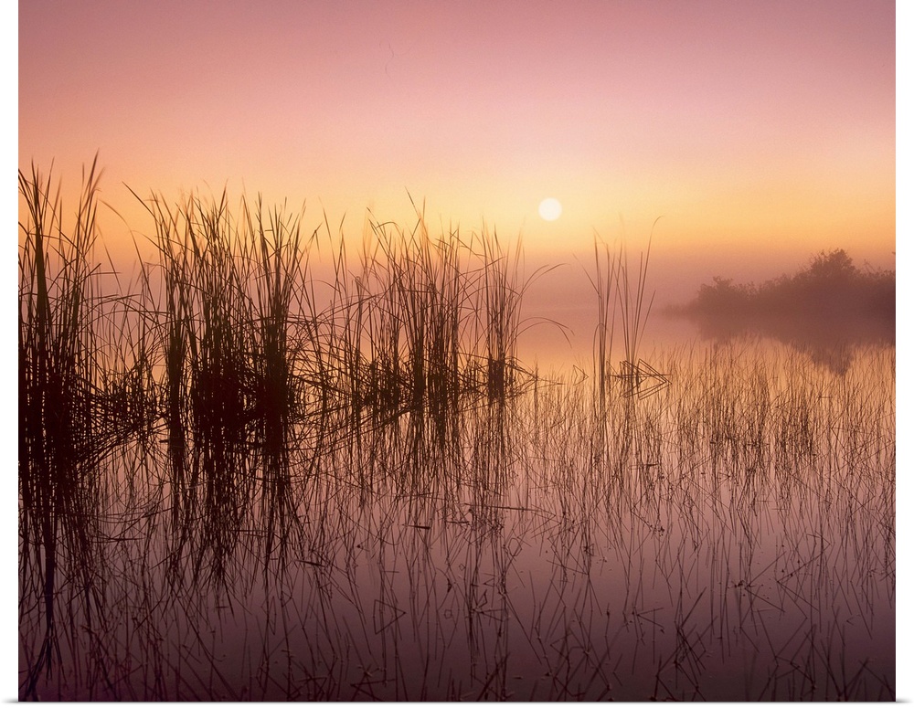 Reeds reflected in Sweet Bay Pond at sunrise, Everglades National Park, Florida
