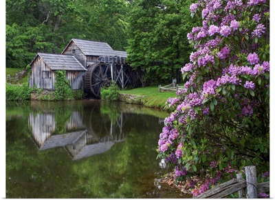 Rhododendron At Mabry Mill, A Restored Sawmill, Blue Ridge Parkway, Virginia