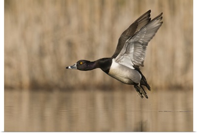 Ring-necked Duck (Aythya collaris) male flying, Island Lake Recreation Area, Michigan