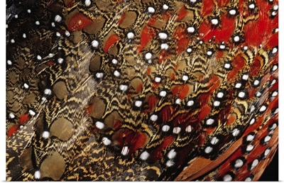 Ring-necked Pheasant (Phasianus colchicus) detail of back feathers from a male, Europe