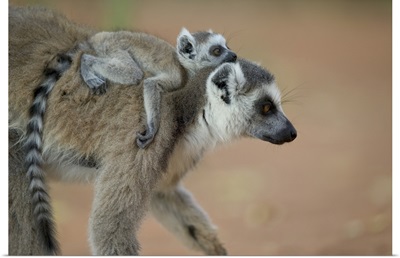 Ring-tailed Lemur baby riding on mother's back, vulnerable, Berenty Private Reserve