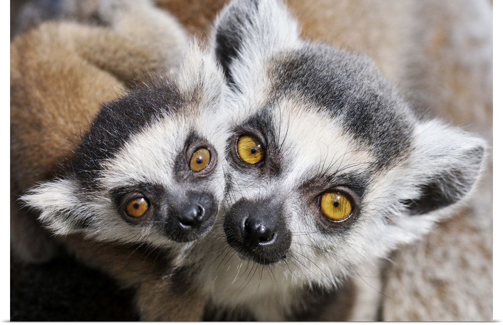 Ring-tailed Lemur (Lemur catta), portrait of adult with young.
