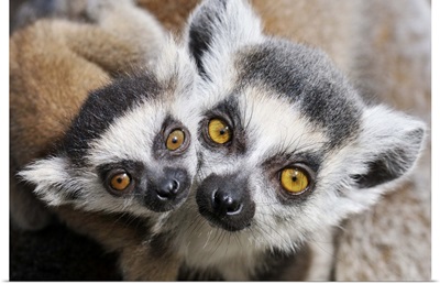 Ring-tailed Lemur (Lemur catta), portrait of adult with young.
