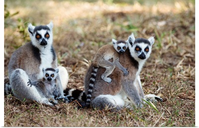 Ring-tailed Lemur mothers with young, Nahampoana Reserve, Madagascar