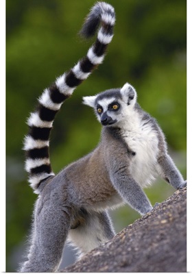 Ring-tailed Lemur on rocks in the Andringitra Mountains, Madagascar