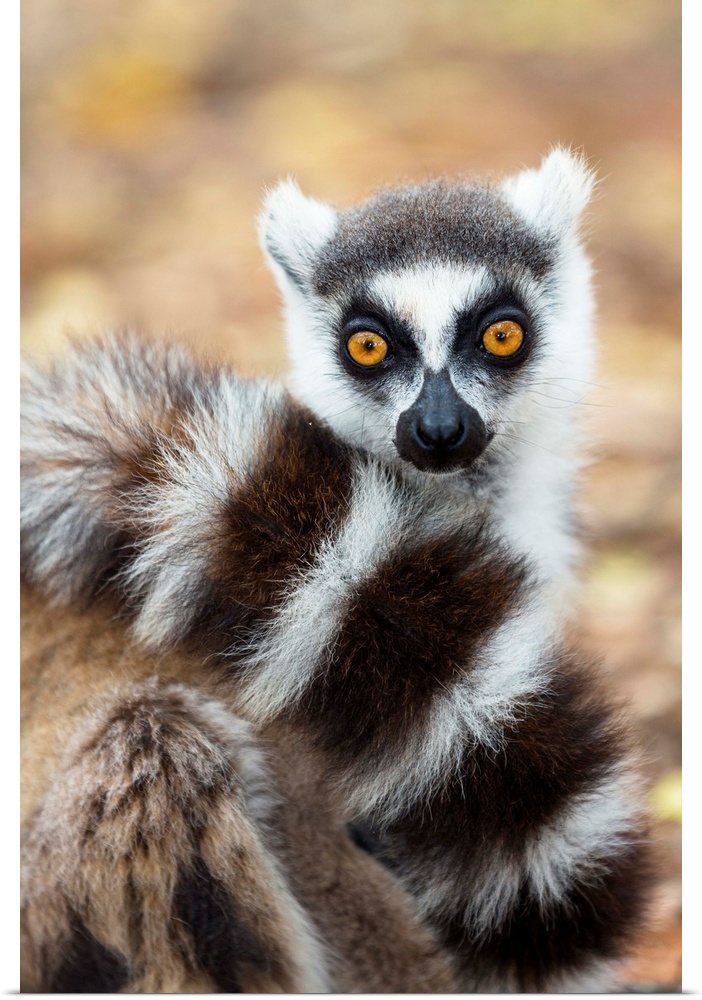 Katta, Lemur catta, Berenty Reservat, S..d-Madagaskar, Afrika / Ringtailed Lemur in tree, Lemur catta, Berenty Reserve, So...