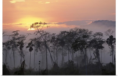 River edge at dawn, Lower Urubamba River, Amazon, Peru