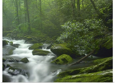 Roaring Fork River flowing through forest in Great Smoky Mountains National Park