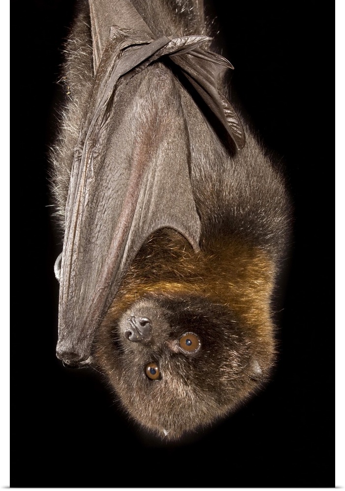 A Rodrigues Fruit Bat (Pteropus rodricensis). Captive.
