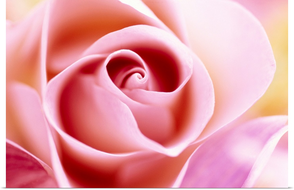 Macro photograph of a rose, horizontal wall art for the living room or office.