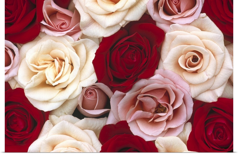 Different colored roses are photographed bunched together with most of them open and some still blooming.
