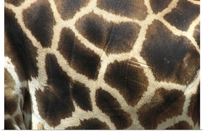 Rothschild Giraffe (Giraffa camelopardalis rothschildi) detail of coat pattern