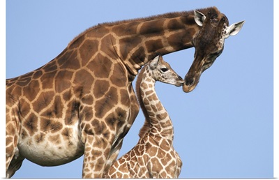 Rothschild Giraffe (Giraffa camelopardalis rothschildi) mother and calf, Africa