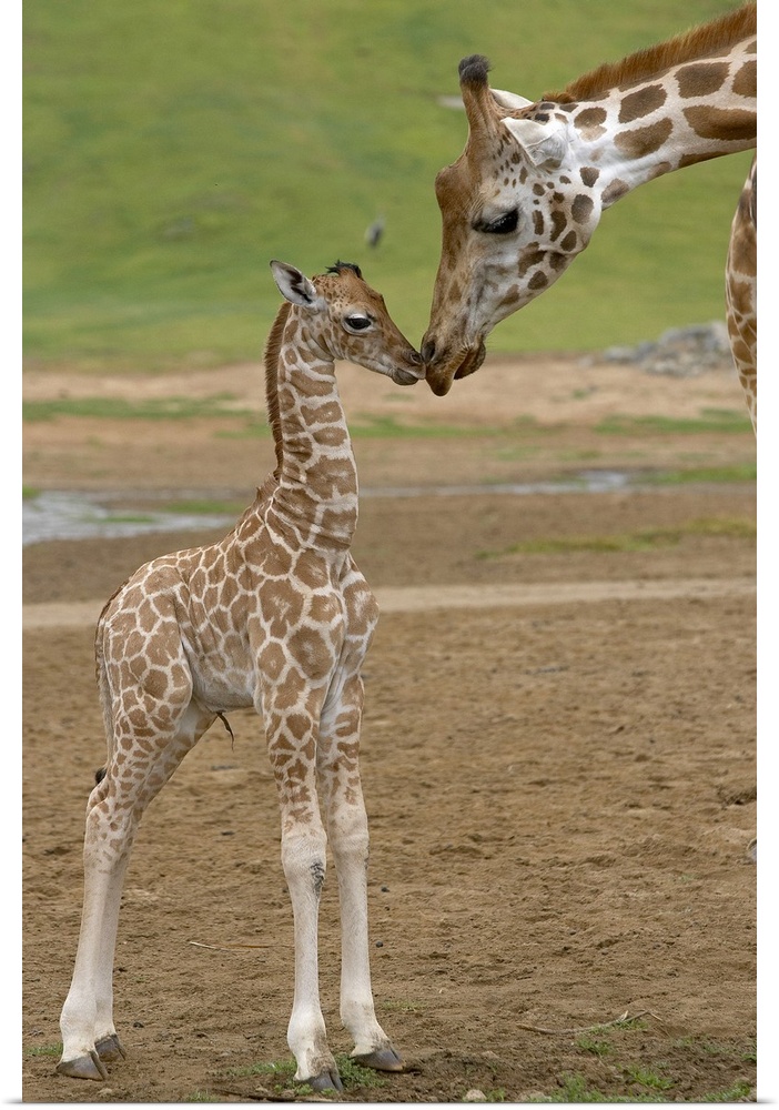 Vertical canvas of a baby giraffe standing up and touching noses with it's parent.