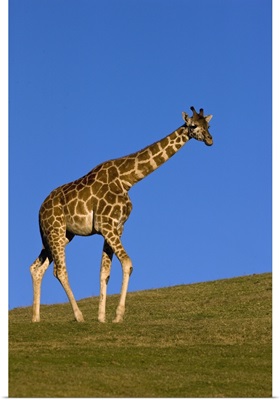 Rothschild Giraffe walking, native to Africa