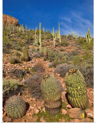 Saguaro and Barrel Cacti  Tonto National Monument Arizona