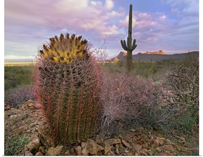 Saguaro and Giant Barrel Cactus, Saguaro National Park, Arizona