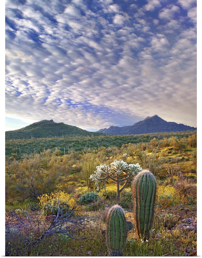 Saguaro and Teddybear Cholla amid Lupine and California Brittlebush, Arizona