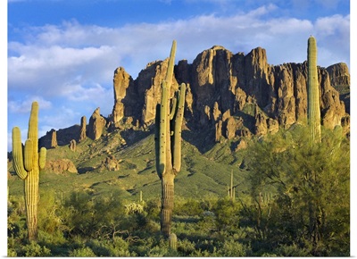 Saguaro cacti and Superstition Mountains at Lost Dutchman State Park, Arizona