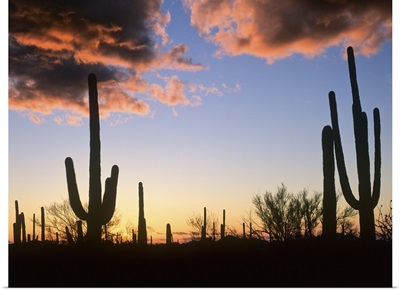 Saguaro cacti at sunset, Saguaro National Monument, Arizona