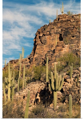 Saguaro cacti, Sabino Canyon, Saguaro National Park, Arizona