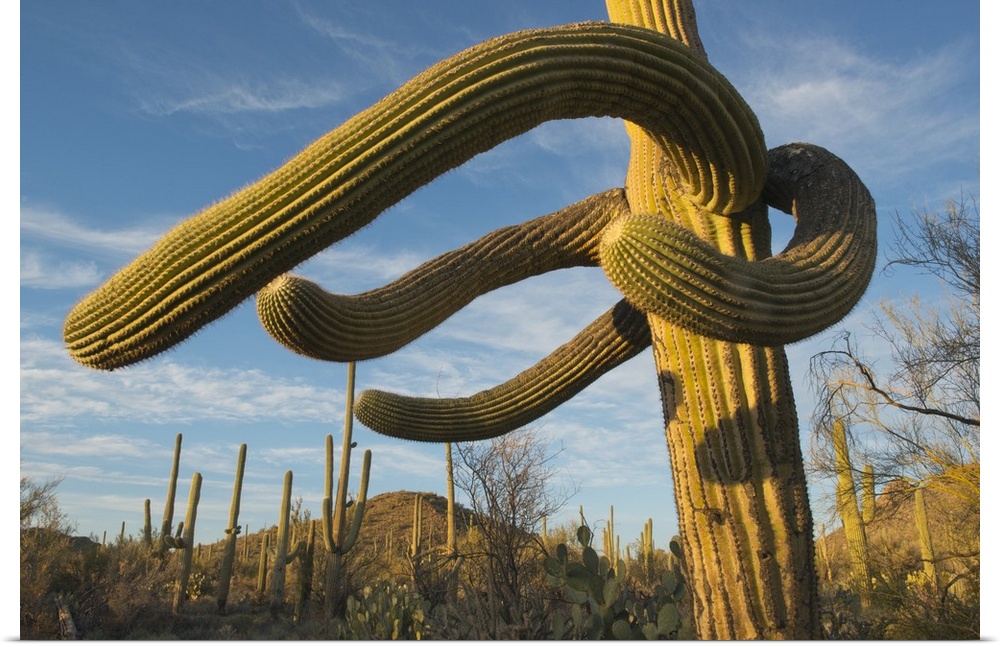 Saguaro Cactus (Carnegiea gigantea)  Saguaro National Park, near Tucson, Arizona, USA