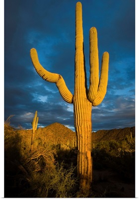 Saguaro cactus, Arizona
