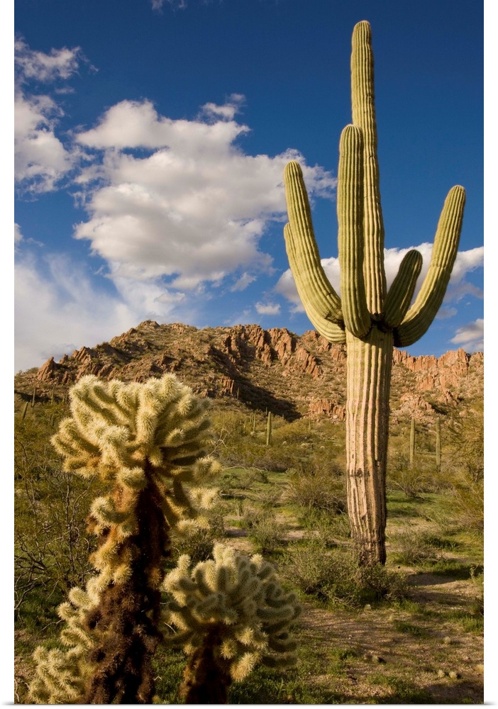 Saguaro cactus in desert, Arizona