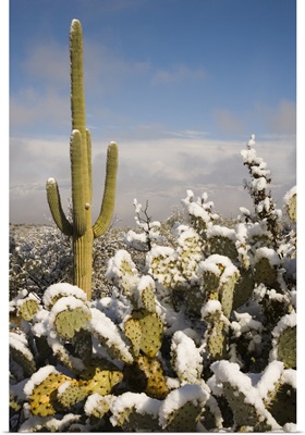 Saguaro cactus in snow, Saguaro National Park, Tucson, Arizona
