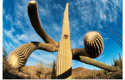 Saguaro cactus, Saguaro National Park, Arizona