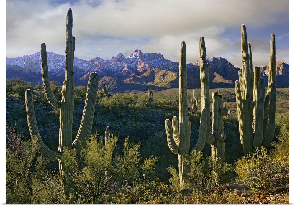 Photograph taken in the desert of cactus surrounded by other brush. Mountains are pictured in the background.