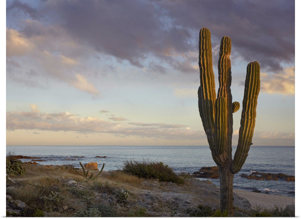 Saguaro (Carnegiea gigantea) cactus at beach, Cabo San Lucas, Mexico